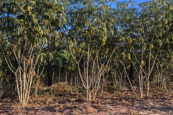 Cassava Manioc Plant Field Selective Focus Brazil — Stock Photo, Image