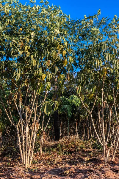 Cassave Maniokplant Het Veld Met Selectieve Focus Brazilië — Stockfoto