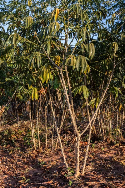 Cassava Manioc Plant Field Selective Focus Brazil — Stock Photo, Image