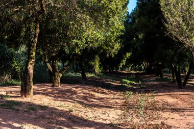 Hiç bitmeyen yeşil ağaçtaki Macadamia fındıkları, Brezilya 'daki Macadamia çiftliği.