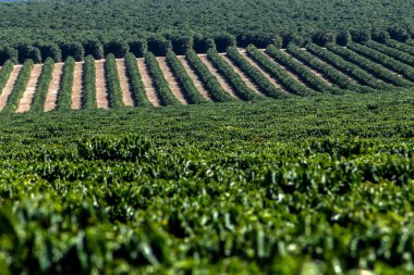 Bir kahve tarlasını arka plan olarak görmek ve Brezilya 'da bir çiftliğin arazisine odaklanmak.