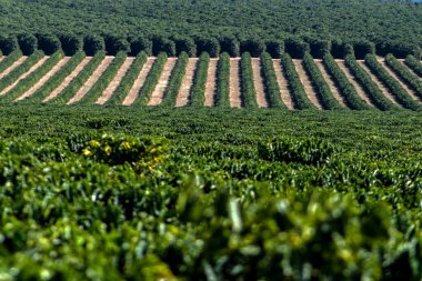 Bir kahve tarlasını arka plan olarak görmek ve Brezilya 'da bir çiftliğin arazisine odaklanmak.