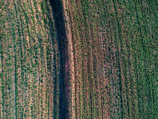 ブラジルのフィールドにある小さなピーナッツ植物のドローンからの空中ビュー — ストック写真