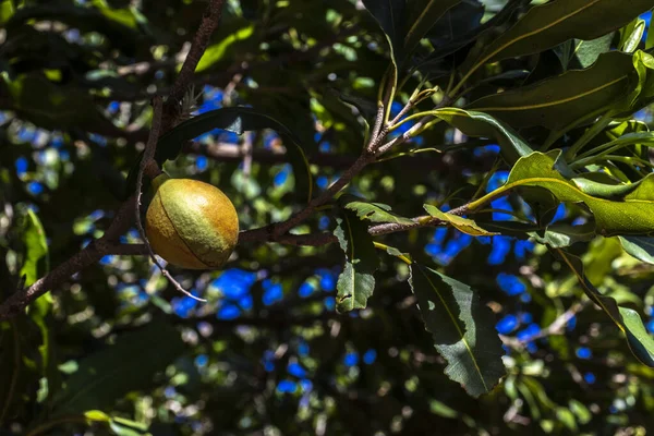 Nozes Macadâmia Árvore Perene Plantação Macadâmia Brasil — Fotografia de Stock