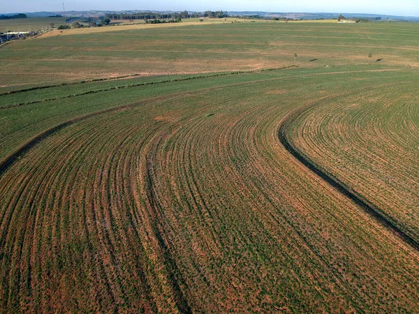 Luchtfoto Van Een Drone Van Kleine Pindaplant Het Veld Brazilië — Stockfoto