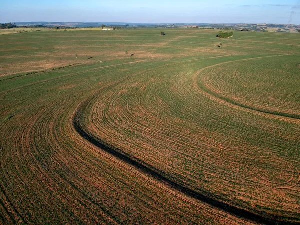 Luchtfoto Van Een Drone Van Kleine Pindaplant Het Veld Brazilië — Stockfoto