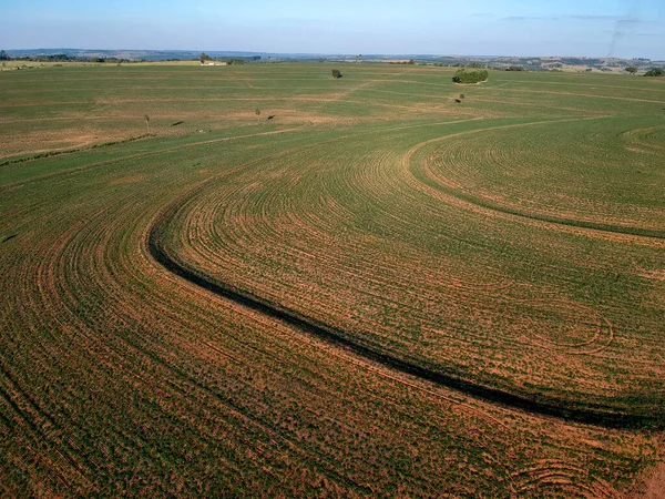 Luchtfoto Van Een Drone Van Kleine Pindaplant Het Veld Brazilië — Stockfoto