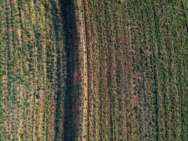 Luftaufnahme Von Der Drohne Einer Kleinen Erdnussfabrik Auf Einem Feld — Stockfoto