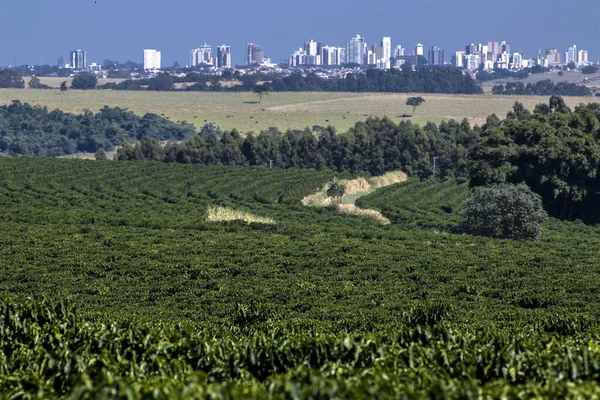 ブラジルを背景にスカイラインの都市と 農場の分野でのコーヒー農園の眺め — ストック写真