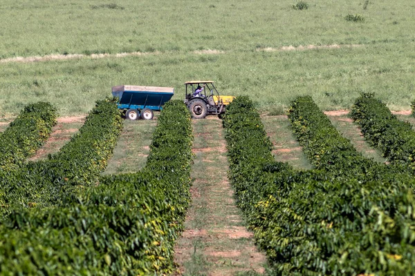 マリア サンパウロ ブラジル 2021年5月6日 ブラジル サンパウロ州マリリア地方のコーヒー農園での肥料適用のためのワゴン付きトラクター — ストック写真