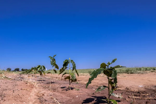 Piccole Piantine Caffè Piantate Nel Campo Azienda Agricola Brasile — Foto Stock