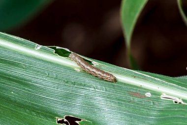 Brezilya 'da tarlada yaprak yiyen bir solucan