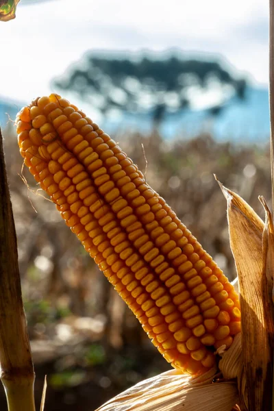 Getrockneter Maiskolben Auf Feld Brasilianischem Bauernhof — Stockfoto