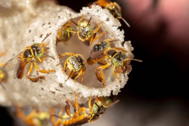 Brezilya 'daki kovanlarının balmumu girişinde Jatai iğnesiz arı veya melek arı (Tetragonisca angustula) bulunur.