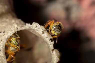 Brezilya 'daki kovanlarının balmumu girişinde Jatai iğnesiz arı veya melek arı (Tetragonisca angustula) bulunur.