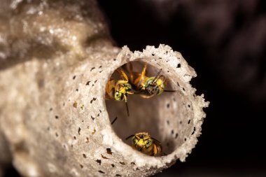 Brezilya 'daki kovanlarının balmumu girişinde Jatai iğnesiz arı veya melek arı (Tetragonisca angustula) bulunur.