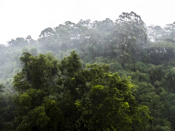 Mist Wolken Het Tropisch Regenwoud Brazilië — Stockfoto