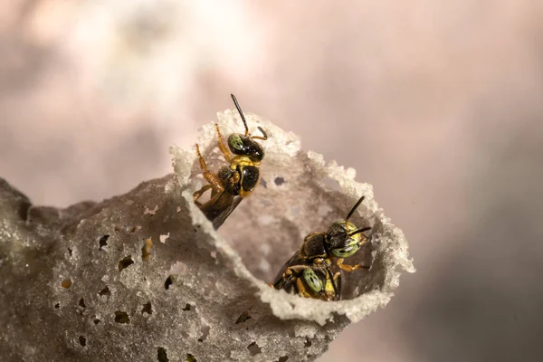 Abeja Sin Aguijón Jatai Abeja Angelita Tetragonisca Angustula Entrada Cera — Foto de Stock