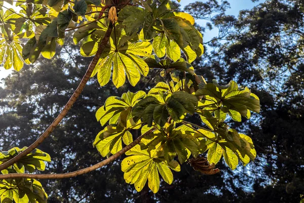 Embauba Δέντρο Στο Τροπικό Δάσος Του Ατλαντικού Στη Βραζιλία — Φωτογραφία Αρχείου