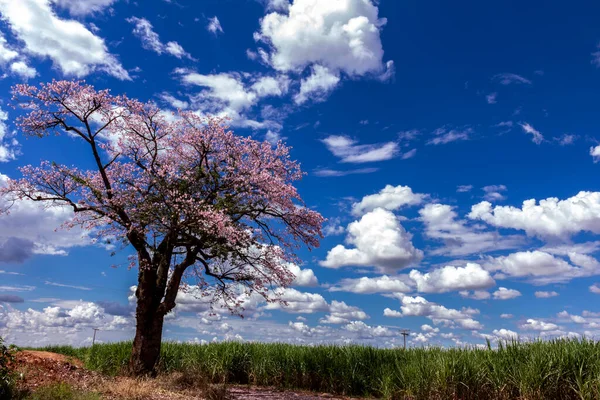 Pole Trzciny Cukrowej Różowe Drzewo Ipe Chmurami Błękitne Niebo Brazylii — Zdjęcie stockowe