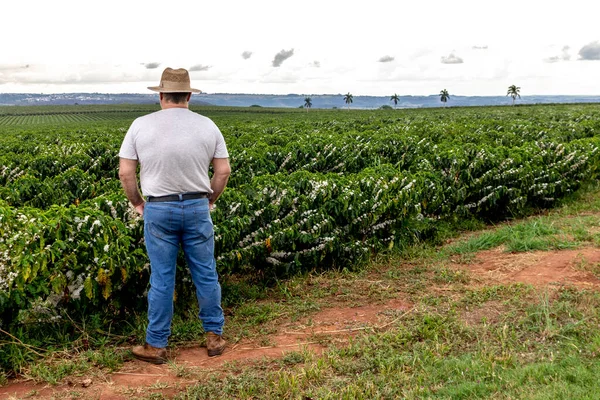 Agricultor Mediana Edad Analiza Florecimiento Fondo Plantación Café Brasil —  Fotos de Stock