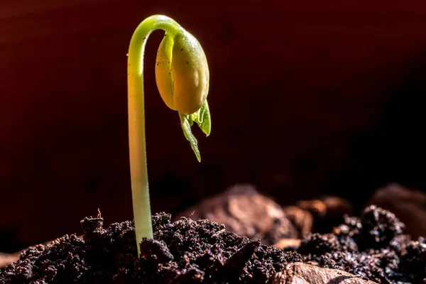 Foco Selectivo Brote Frijol Crece Una Maceta Plantada Una Granja — Foto de Stock