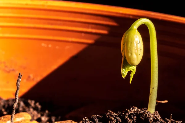 콩나물의 선택적 초점은 화분에서 자라며 브라질의한 농장에 심는다 — 스톡 사진