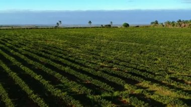 Brezilya 'daki yeşil kahve tarlasının havadan görünüşü