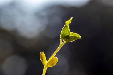 Fasulye filizinin seçici odağı bir tencerede yetişiyor, Brezilya 'da bir çiftlikte ekiliyor.