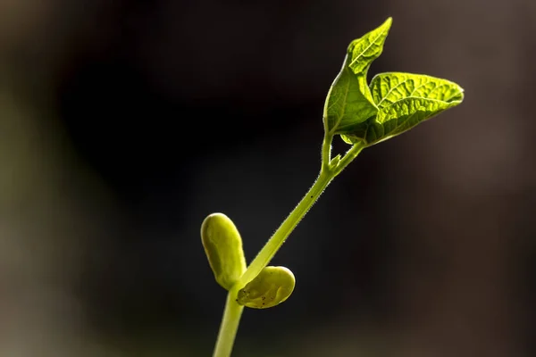 Foco Seletivo Broto Feijão Cresce Uma Panela Plantada Uma Fazenda — Fotografia de Stock