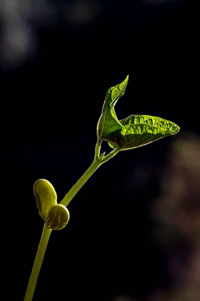 Foco Seletivo Broto Feijão Cresce Uma Panela Plantada Uma Fazenda — Fotografia de Stock