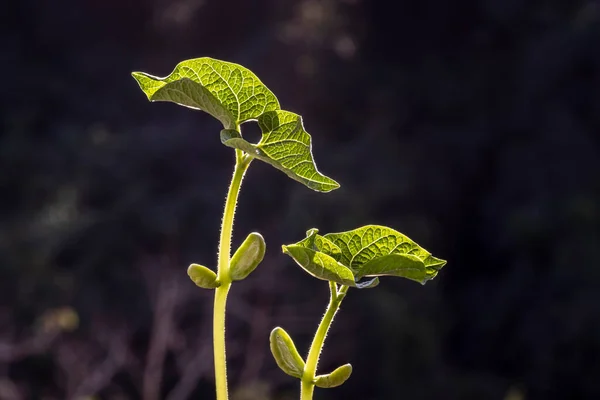 Foco Seletivo Broto Feijão Cresce Uma Panela Plantada Uma Fazenda — Fotografia de Stock