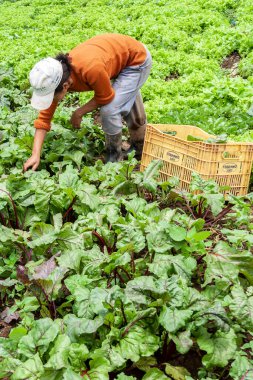Apiai, Sao Paulo, Brezilya, 18 Aralık 2009. Çiftçi, Apiai belediyesindeki bir aile çiftliğinden pancar topluyor.