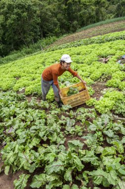 Apiai, Sao Paulo, Brezilya, 18 Aralık 2009. Çiftçi, Apiai belediyesindeki bir aile çiftliğinden pancar topluyor.