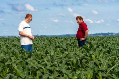 Parana, Brezilya, 24 Ekim 2009. Mısır tarlasında tanımlanamayan çiftçi