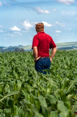 Parana, Brezilya, 24 Ekim 2009. Mısır tarlasında tanımlanamayan çiftçi