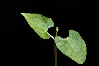 Fasulye filizinin seçici odağı bir tencerede yetişiyor, Brezilya 'da bir çiftlikte ekiliyor.