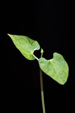 Fasulye filizinin seçici odağı bir tencerede yetişiyor, Brezilya 'da bir çiftlikte ekiliyor.