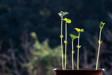 Fasulye filizinin seçici odağı bir tencerede yetişiyor, Brezilya 'da bir çiftlikte ekiliyor.