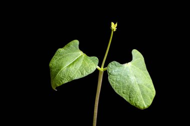 Fasulye filizinin seçici odağı bir tencerede yetişiyor, Brezilya 'da bir çiftlikte ekiliyor.