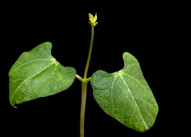 Fasulye filizinin seçici odağı bir tencerede yetişiyor, Brezilya 'da bir çiftlikte ekiliyor.