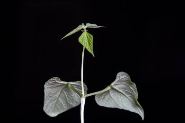 Fasulyenin seçici odak noktası (phaseolus vulgaris), Brezilya 'da bir çiftlikte yetişen bir çömlekte yetişir.