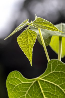Fasulyenin seçici odak noktası (phaseolus vulgaris), Brezilya 'da bir çiftlikte yetişen bir çömlekte yetişir.