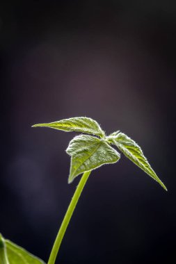Fasulyenin seçici odak noktası (phaseolus vulgaris), Brezilya 'da bir çiftlikte yetişen bir çömlekte yetişir.