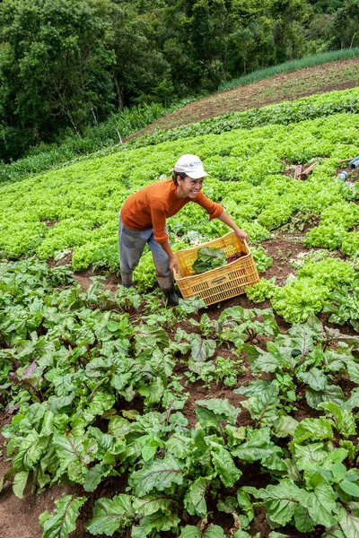 Apiai Sao Paulo Brazil December 2009 Farmer Harvests Beetroot Her — Stock Photo, Image