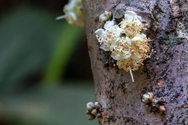 Foco Selectivo Jabuticaba Flor Exótica Jabuticaba Fruta Floreciendo Árbol Jabuticaba —  Fotos de Stock