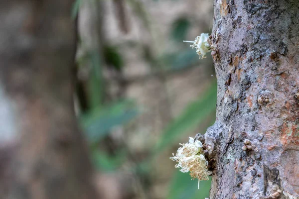 야부티바 이국적 선택적 열매가 나무에서 피어나고 있습니다 아바는 Plinia Cauliflora — 스톡 사진