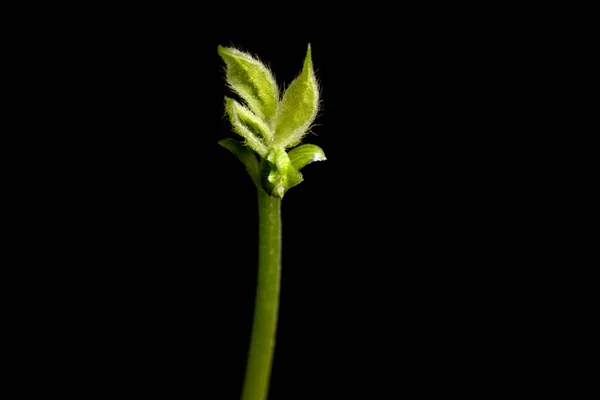 Foco Seletivo Broto Feijão Cresce Uma Panela Plantada Uma Fazenda — Fotografia de Stock