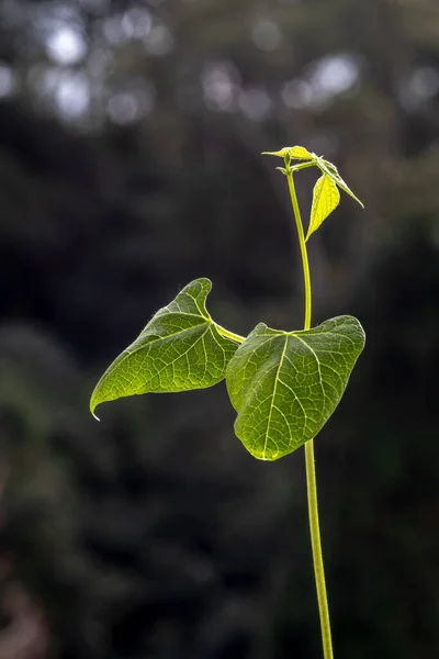 Foco Seletivo Feijão Phaseolus Vulgaris Broto Cresce Uma Panela Plantada — Fotografia de Stock