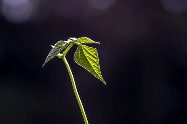 Foco Seletivo Feijão Phaseolus Vulgaris Broto Cresce Uma Panela Plantada — Fotografia de Stock